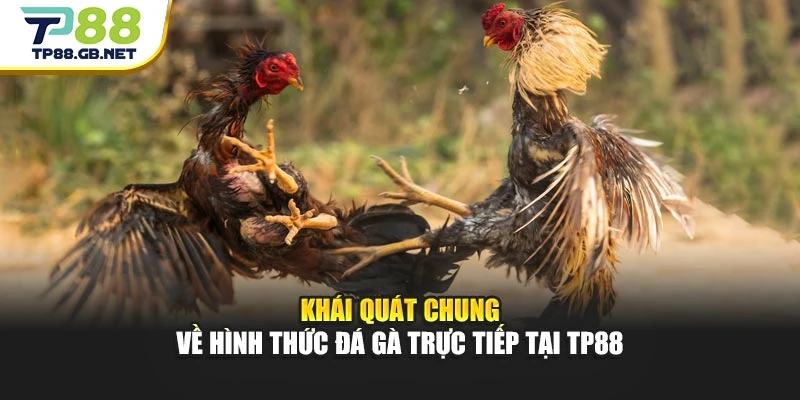 Khái quát chung về hình thức đá gà trực tiếp tại TP88